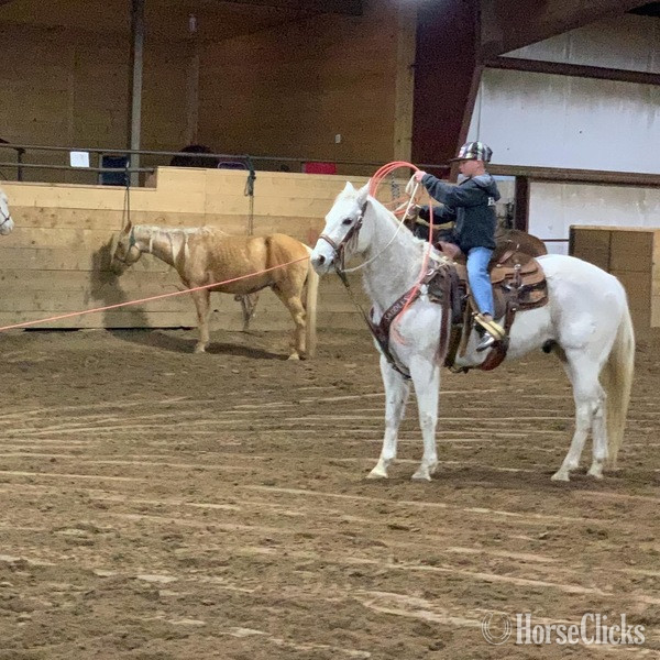 "Chelo" Grey Gelding Quarter Horse