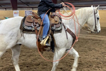 "Chelo" Grey Gelding Quarter Horse
