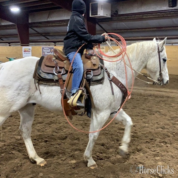 "Chelo" Grey Gelding Quarter Horse
