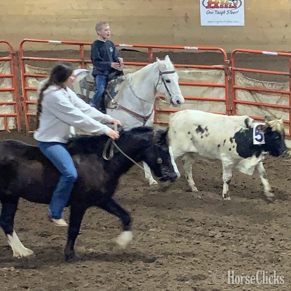 "Chelo" Grey Gelding Quarter Horse
