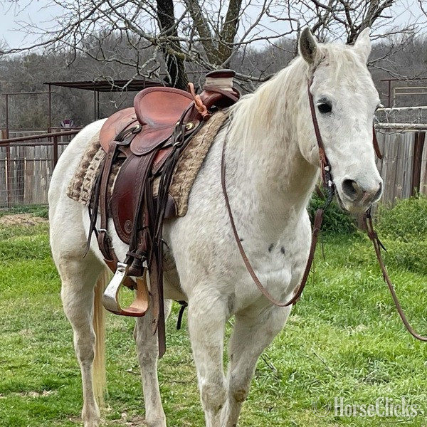 "Chelo" Grey Gelding Quarter Horse