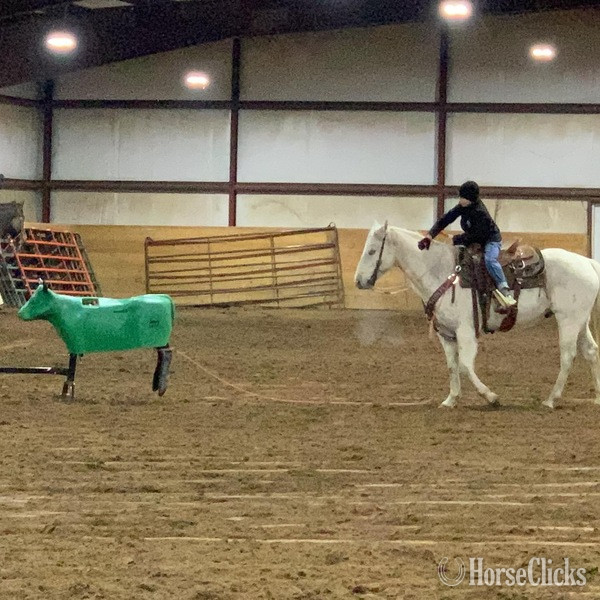 "Chelo" Grey Gelding Quarter Horse