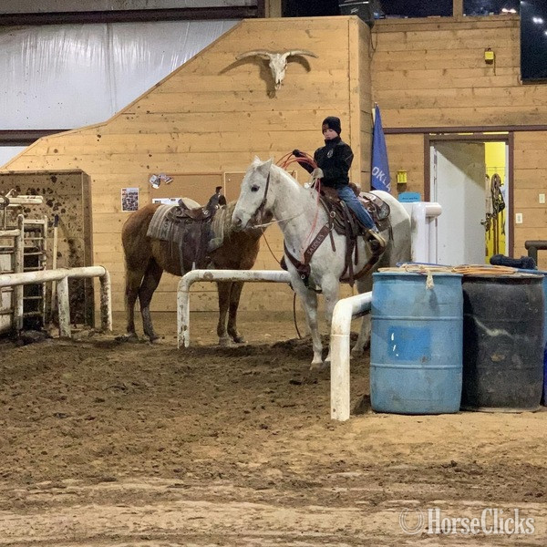 "Chelo" Grey Gelding Quarter Horse