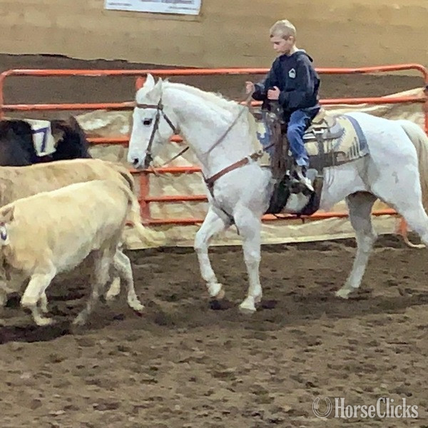 "Chelo" Grey Gelding Quarter Horse