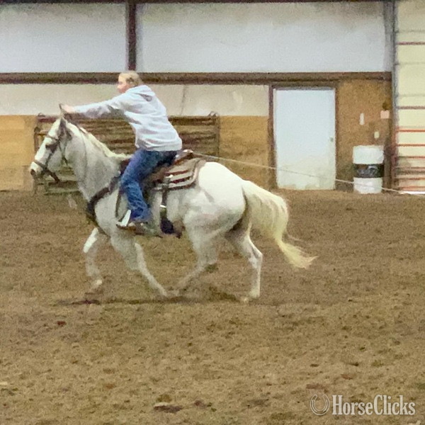 "Chelo" Grey Gelding Quarter Horse