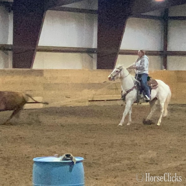 "Chelo" Grey Gelding Quarter Horse