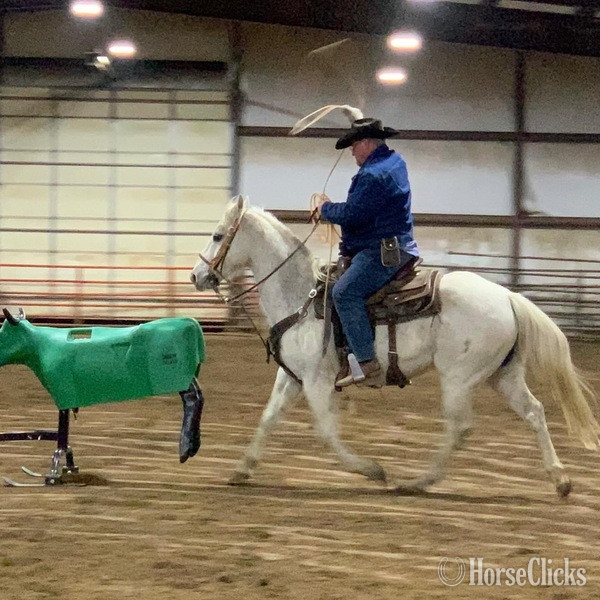"Chelo" Grey Gelding Quarter Horse