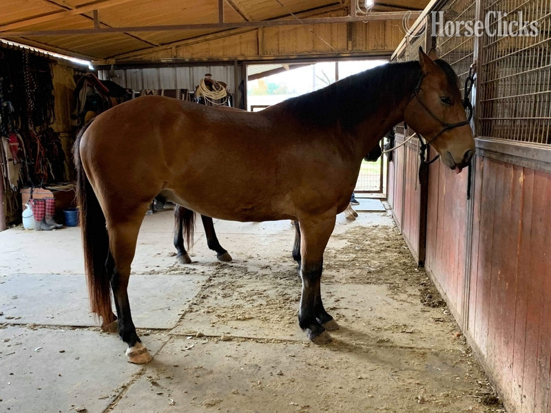 "Wyatt" Bay Gelding Quarter Horse