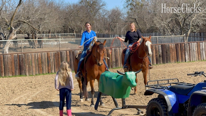 "Wyatt" Bay Gelding Quarter Horse