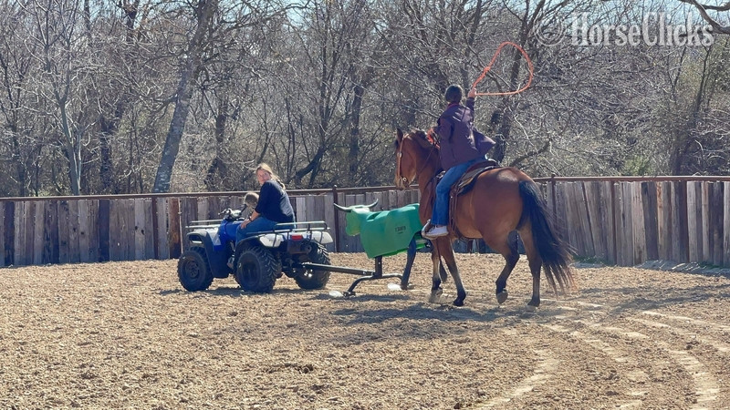 "Wyatt" Bay Gelding Quarter Horse
