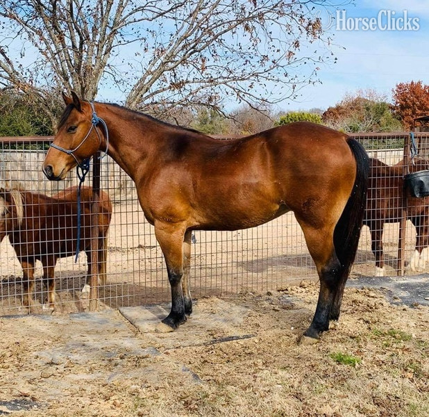 "Wyatt" Bay Gelding Quarter Horse