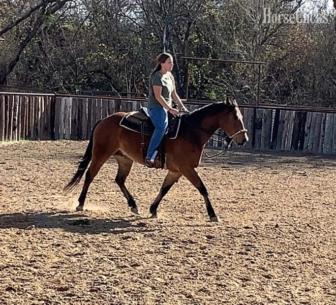 "Wyatt" Bay Gelding Quarter Horse