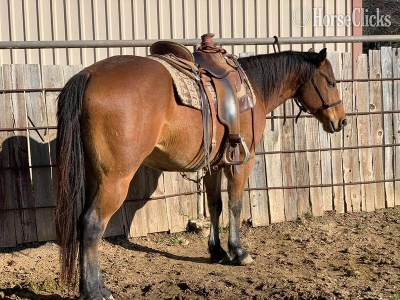 "Wyatt" Bay Gelding Quarter Horse