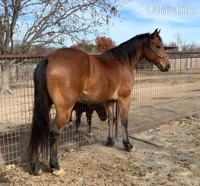 "Wyatt" Bay Gelding Quarter Horse