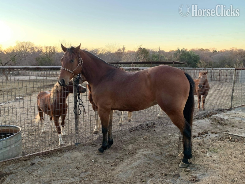 "Wyatt" Bay Gelding Quarter Horse