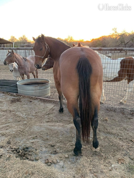 "Wyatt" Bay Gelding Quarter Horse