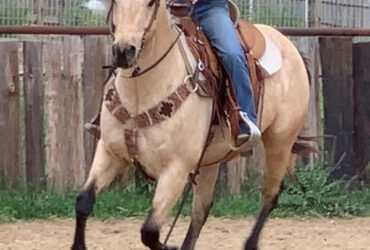 "Cooper" Buckskin Gelding Quarter Horse