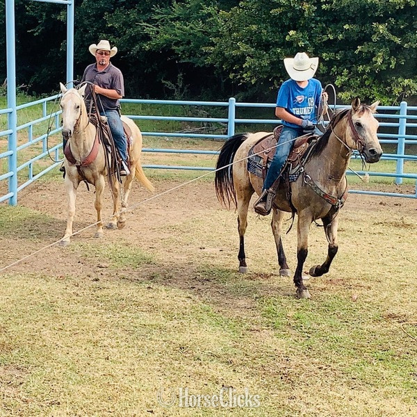 "Cooper" Buckskin Gelding Quarter Horse