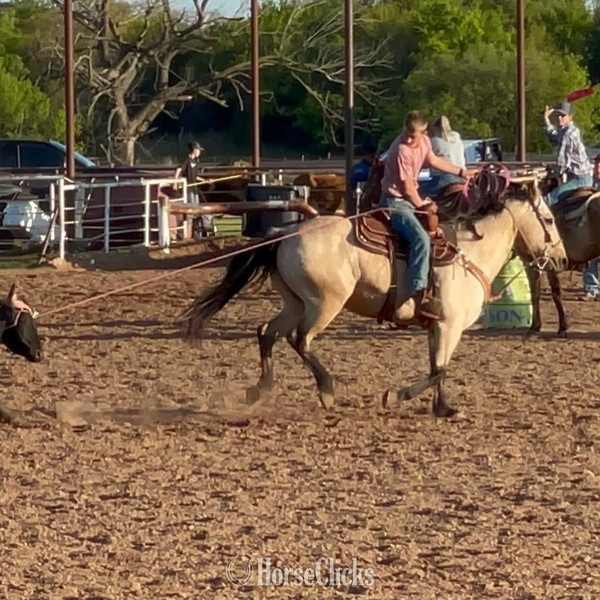 "Cooper" Buckskin Gelding Quarter Horse