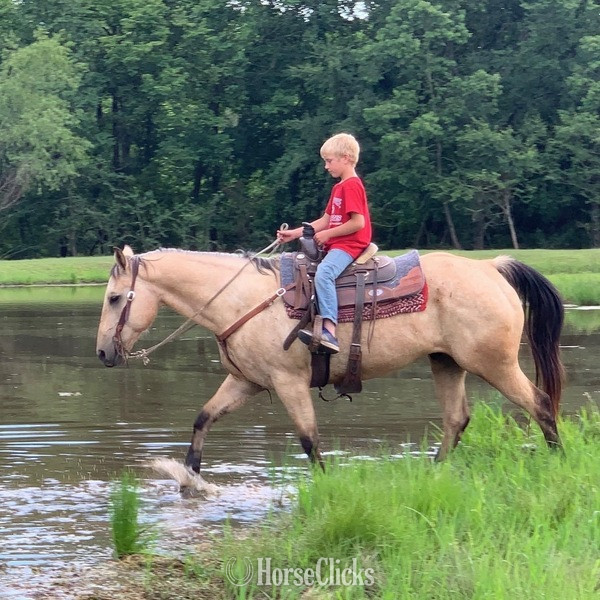 "Cooper" Buckskin Gelding Quarter Horse