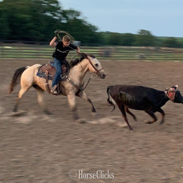 "Cooper" Buckskin Gelding Quarter Horse