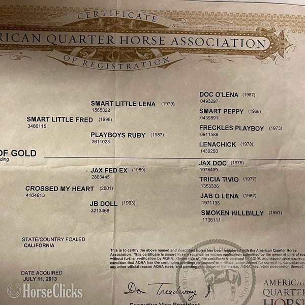 "FedEx" Buckskin Gelding Quarter Horse