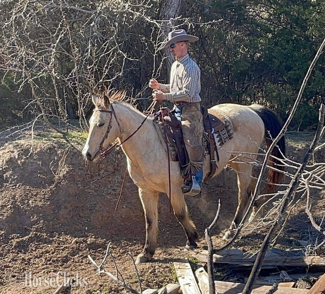 "FedEx" Buckskin Gelding Quarter Horse