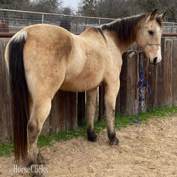 "FedEx" Buckskin Gelding Quarter Horse
