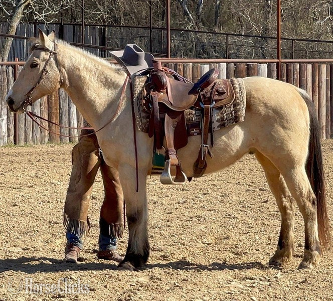 "FedEx" Buckskin Gelding Quarter Horse