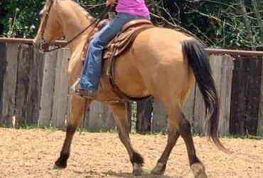 "FedEx" Buckskin Gelding Quarter Horse