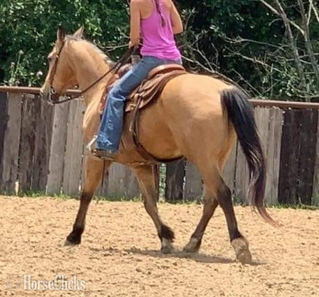 "FedEx" Buckskin Gelding Quarter Horse