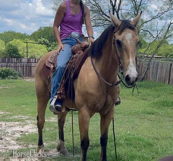 "FedEx" Buckskin Gelding Quarter Horse