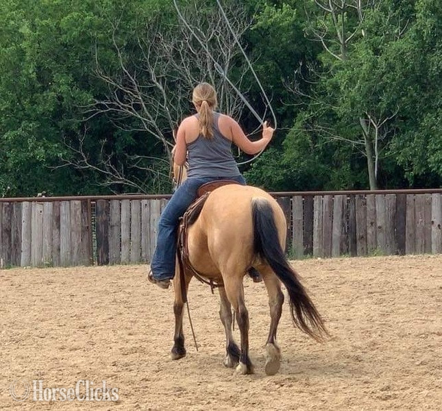 "FedEx" Buckskin Gelding Quarter Horse