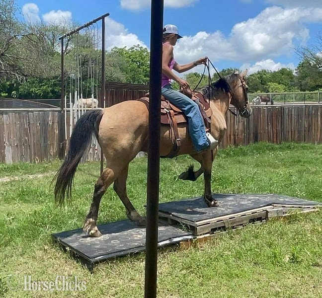 "FedEx" Buckskin Gelding Quarter Horse