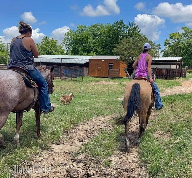 "FedEx" Buckskin Gelding Quarter Horse