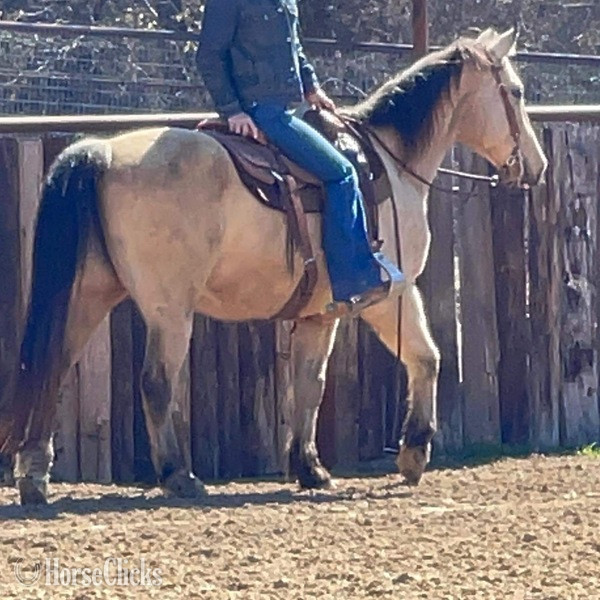 "FedEx" Buckskin Gelding Quarter Horse