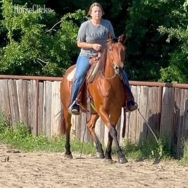 "Judge" Bay Roan Gelding Quarter Horse