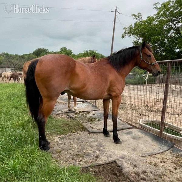 "Judge" Bay Roan Gelding Quarter Horse