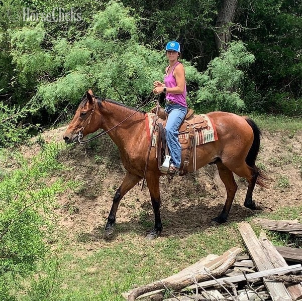 "Judge" Bay Roan Gelding Quarter Horse