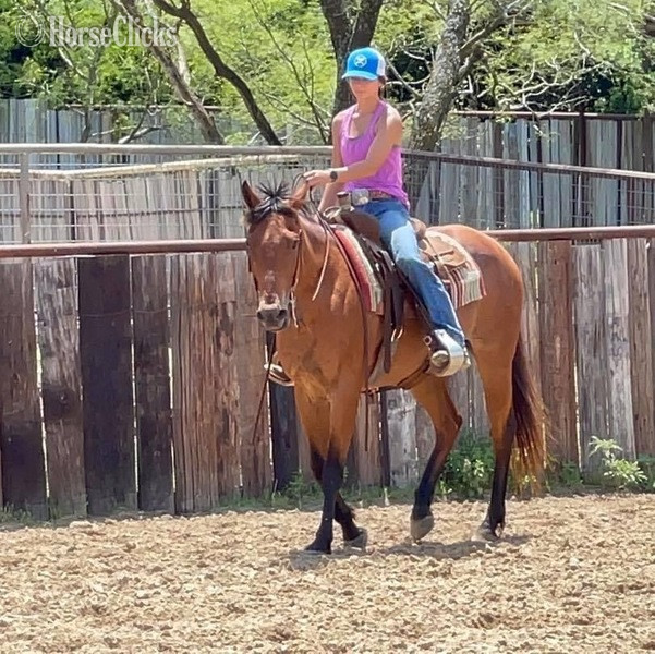 "Judge" Bay Roan Gelding Quarter Horse