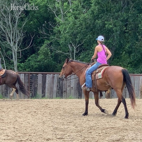 "Judge" Bay Roan Gelding Quarter Horse