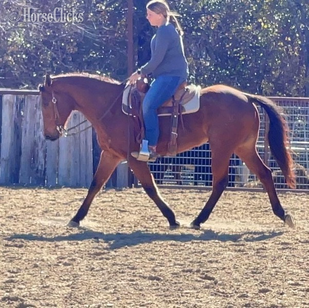 "Judge" Bay Roan Gelding Quarter Horse