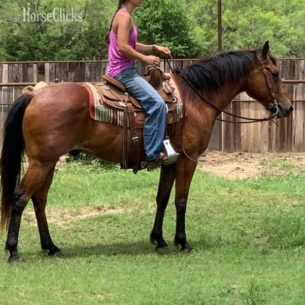 "Judge" Bay Roan Gelding Quarter Horse