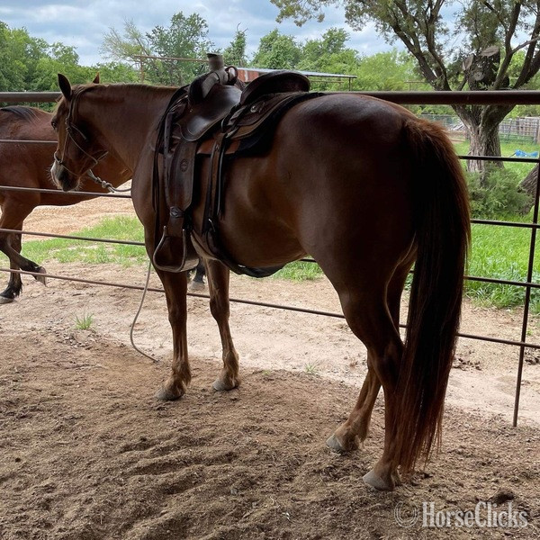 "Jitterbug" Sorrel Gelding Quarter Horse