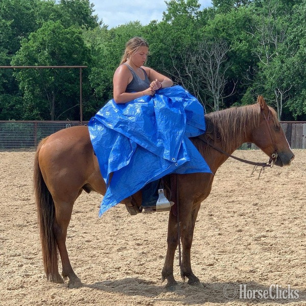 "Jitterbug" Sorrel Gelding Quarter Horse
