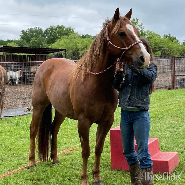 "Jitterbug" Sorrel Gelding Quarter Horse