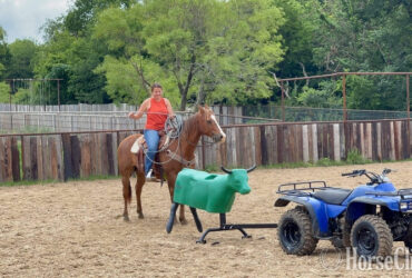 "Jitterbug" Sorrel Gelding Quarter Horse