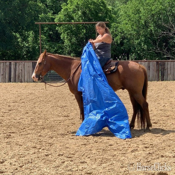 "Jitterbug" Sorrel Gelding Quarter Horse