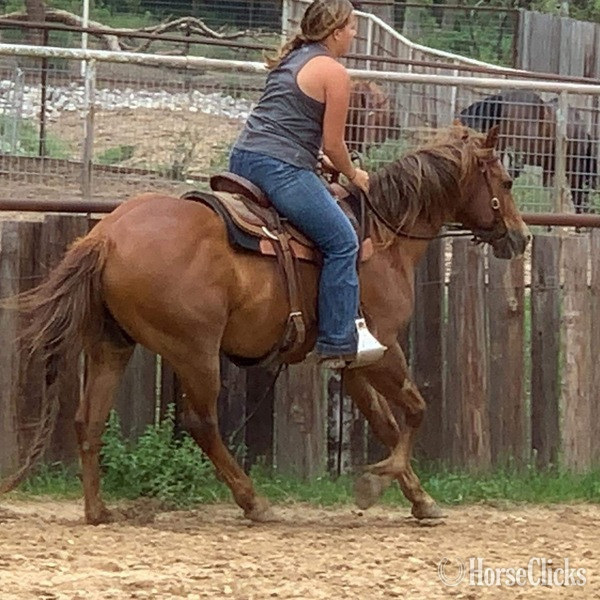 "Jitterbug" Sorrel Gelding Quarter Horse