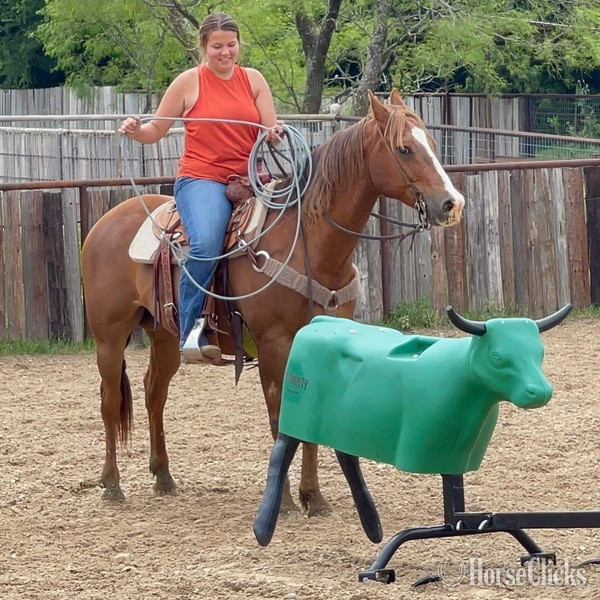"Jitterbug" Sorrel Gelding Quarter Horse